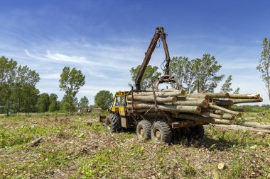 Ormansızlaşma - Kereste Sanayi 