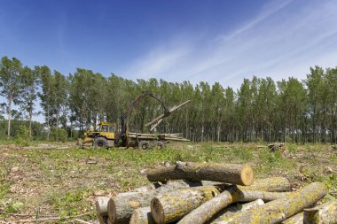Kereste Sanayi - Vinç Kaldırma Kereste