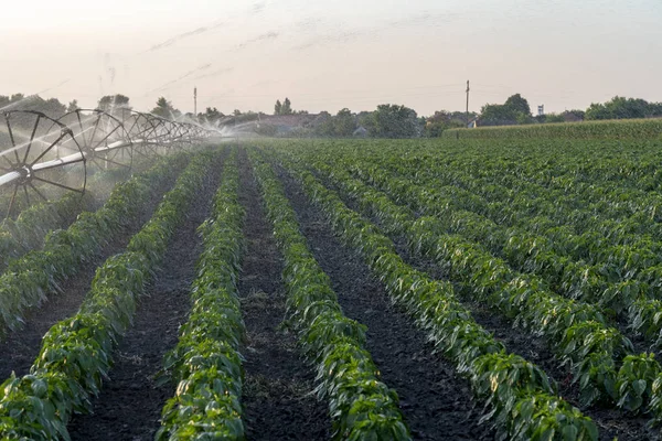 Sprinkler System with Wheels Watering Crops At Sunset — Stock Photo, Image