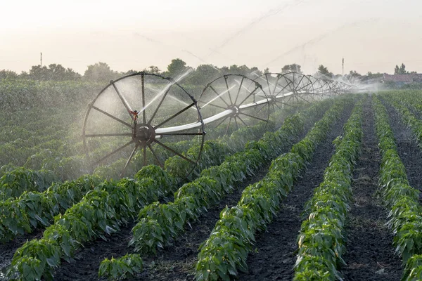 Sistema de riego Riego Cultivos en campo agrícola — Foto de Stock