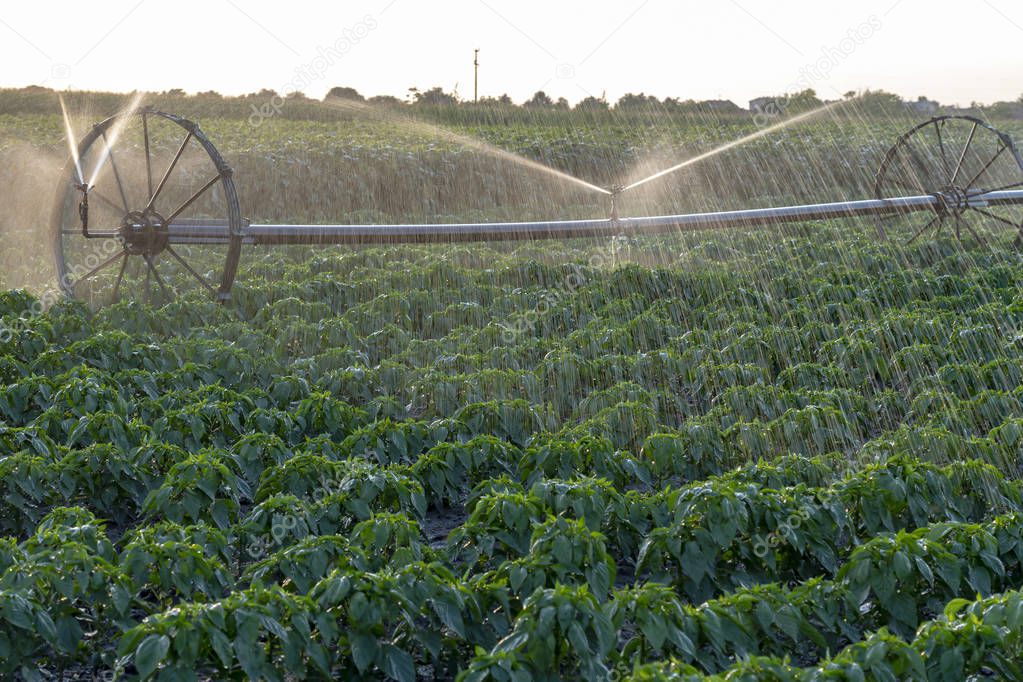 Irrigation Sprinkler Watering Crops on Fertile Farm Land