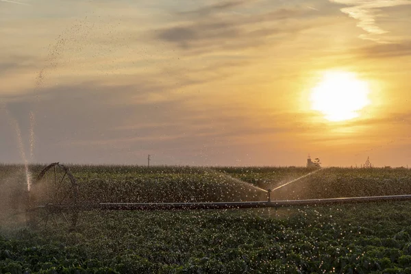 Орошение системы распыления воды над выращиванием урожая в поле на закате — стоковое фото