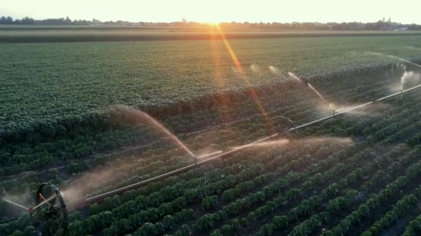 Bevattnings System Sprutar Vatten Över Växande Gröda Ett Fält Vid — Stockvideo