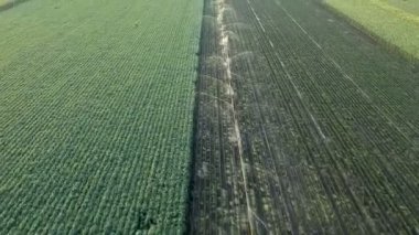 Gün Batımında Tekerlekler Sulama Bitkileri ile Fıskiye Sistemi. Tarımsal Sulama Sistemi Sulama Biber Alanı. Çiftlik Tarla sulama sistemi sulama tesisleri.