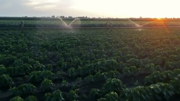 Geïde Landbouwvelden Bij Zonsondergang Boerderij Veld Irrigatiesysteem Drenken Planten Agrarisch — Stockvideo