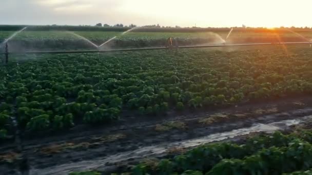 Agricultural Irrigation System Watering Pepper Field Sunset Irrigated Agricultural Field — Stock Video