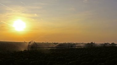 Sulama Sistemi Gün batımında bir alanda Büyüyen Kırpma Üzerinde Su Püskürtme. Sulanan Tarım Alanı Üzerinde Güzel Sunset. Tarımsal Sulama Sistemi Sulama Biber Alanı.
