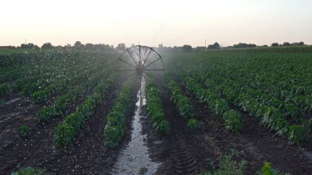 Sprinkler Systeem Met Wielen Drenken Gewassen Bij Zonsondergang Landbouw Irrigatiesysteem — Stockvideo