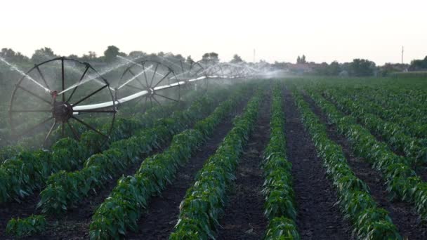 Irrigation System Watering Crops Farm Field Agricultural Irrigation System Watering — Stock Video