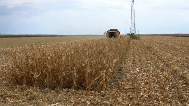Połączyć Kombajn Cięcia Suszonych Kukurydzy Roślin Polu Farm Żniwa Zbożowe — Wideo stockowe