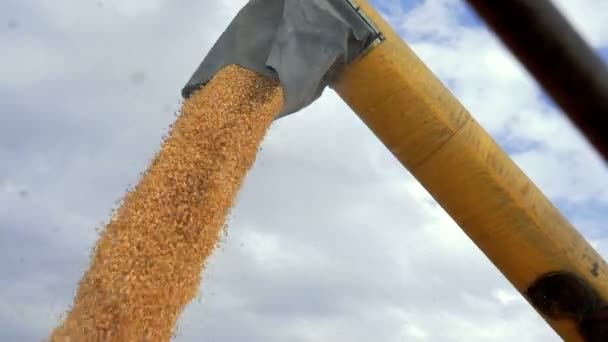 Corn Falling Combine Auger Grain Cart Harvested Corn Being Transferred — Stock Video