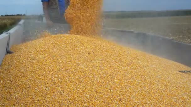 Agricultor Colheita Grãos Milho Queda Milho Combine Auger Carrinho Grão — Vídeo de Stock