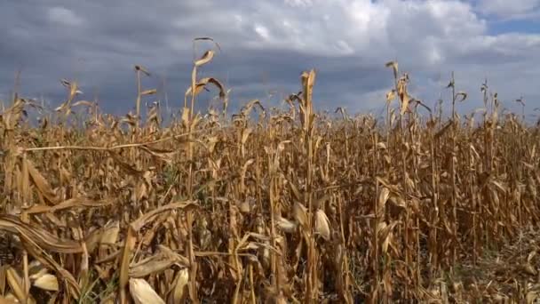 Campo Maíz Listo Para Cosechar Contra Cielo Nublado Cámara Lenta — Vídeo de stock