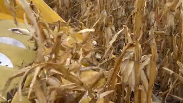 Combine Harvester Cuts Corn Stalks Farm Slow Motion Slow Motion — ストック動画