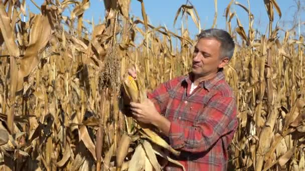 Szczęśliwy Dojrzały Farmer Dojrzałą Kukurydzą Polu Kukurydzy Uśmiechnięty Farmer Pokazuje — Wideo stockowe