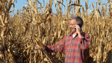 Gülümseyen Çiftçi Cornfield 'da cep telefonuyla konuşuyor. Mısır tarlasında elinde mısır koçanı ile dikilen mutlu çiftçi ve hasat hakkında konuşmak için cep telefonu kullanıyor..
