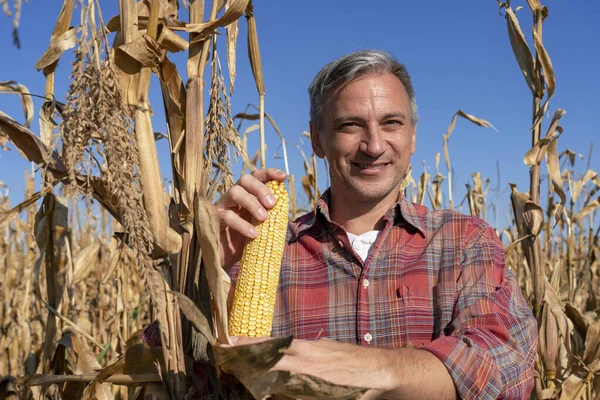 Улыбающийся фермер с спелым кукурузным початком на кукурузном поле — стоковое фото