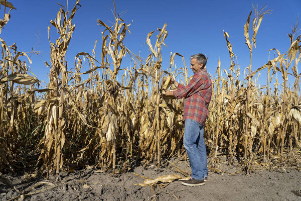 Farmer Standing In A Corn ( Maize ) Field