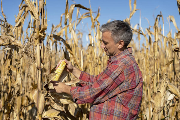  Mature Farmer Holding Ripe Corncob on Corn Field