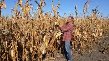 Mısır tarlasında olgun mısır koçanlı mutlu çiftçi. Sarı mısır koçanı tutan çiftçi kameraya bakıyor. Hasat Zamanı.