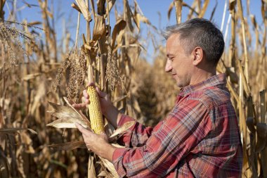 Mısır Tarlasında Olgun Mısır Koçanı ile Bir Mısır Çiftçisinin Portresi