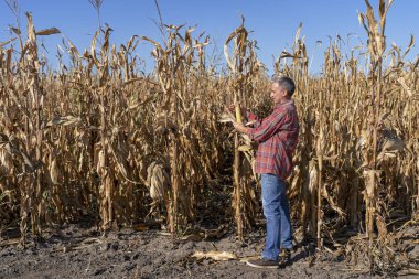 Çiftçi Mısır Olgunluğunu Kontrol Ediyor