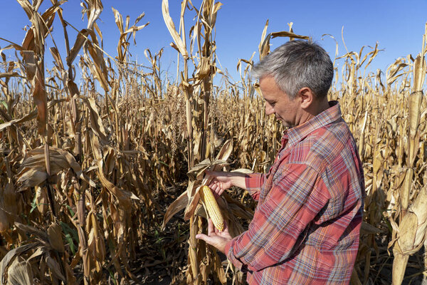 Farmer Holding Ripe Corncob on Corn Field