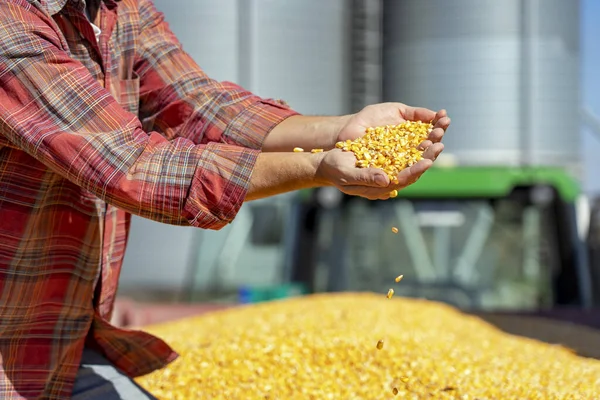 Farmář ukazuje čerstvě sklizená kukuřičná zrna kukuřice proti zrnu Silo — Stock fotografie