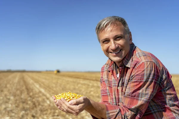 Улыбающийся фермер показывает свежесобранные кукурузные зерна во время сбора урожая — стоковое фото