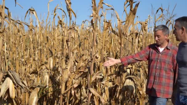 两个农民在康菲尔德进行对话和拍照 两个农民站在玉米地里 用手机拍摄玉米芯上的玉米 农民讨论成熟玉米的质量 — 图库视频影像