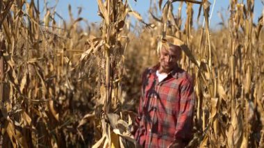 Gülümseyen Olgun Mısır Çiftçisi Bir Organik Çiftlikte Mısır Tarlasında Duruyor. Gülümseyen Çiftçi Mısır Tarlasında Yürüyor, Olgun Gösteriyor, Sarı Mısır Koçanını Gösteriyor ve Kameraya Bakıyor. Hasat Zamanı.