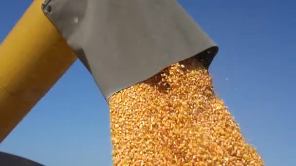 Grain Auger Combine Harvester Pouring Corn Crop Slow Motion Pouring — Stock Video