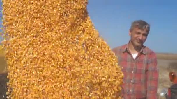 L'agriculteur supervise le déchargement du grain de maïs au ralenti. Verser le grain de maïs dans la remorque de camion. Maïs récolté transféré dans une remorque à grains. Temps de récolte .