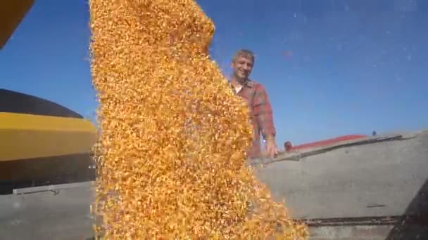 Farmer Looking Corn Falling Combine Auger Grain Cart Inglês Derramando — Vídeo de Stock