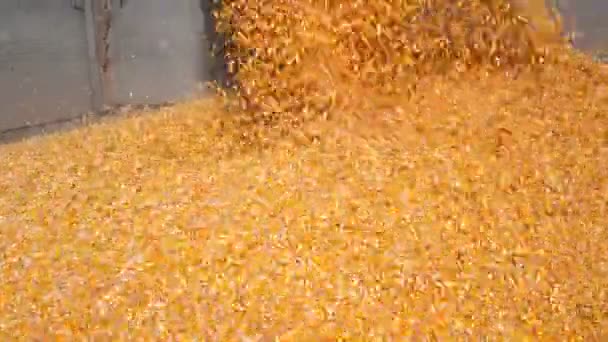 Corn Falling Combine Auger Grain Cart Slow Motion Pouring Corn — Stock Video