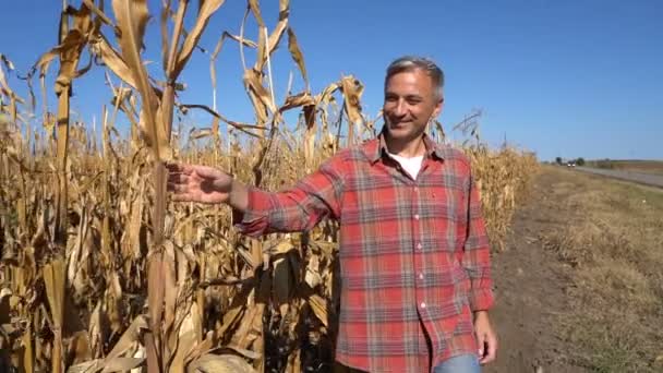 Улыбающийся Фермер Гуляющий Кукурузному Полю Проверяющий Урожай Перед Жатвой Веселый — стоковое видео