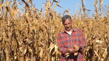 Gülümseyen Çiftçi Cornfield 'da duruyor ve elinde mısır tohumlarını gösteriyor. Neşeli mısır çiftçisi Olgunlaşmış mısır tarlasını kontrol ediyor Hasattan önce mısır tarlası.