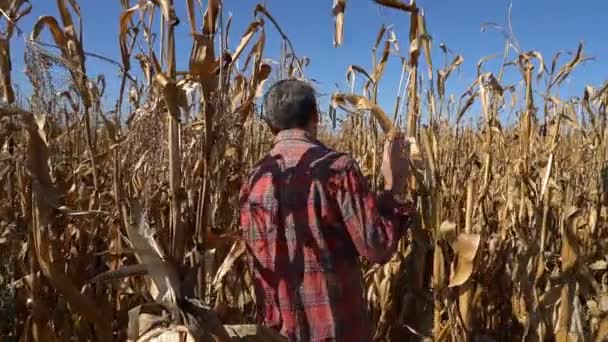 Farmer Walking Dry Corn Maize Stalks Slow Motion View Back — Stock Video