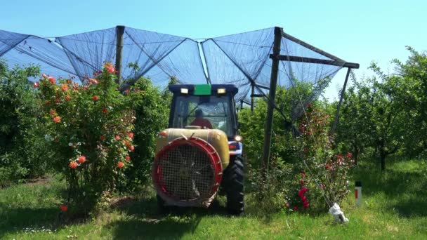 Tractor Sprays Apple Orchard Covered Hail Protection Nets Farmer Driving — Stock Video
