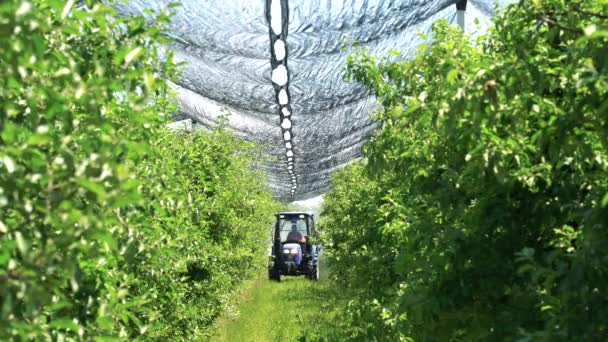 Hagelschutznetz Über Apfelplantage Mit Traktorgesprenger Aktion Landwirt Fährt Traktor Durch — Stockvideo