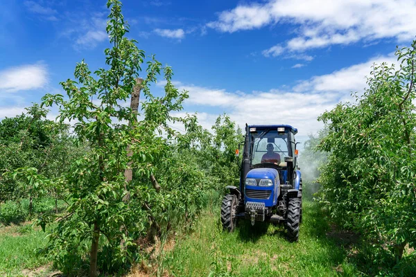 Tractor Spraying Chemicals in Apple Orchard in Springtime. Farmer Driving Tractor Through Apple Orchard. Blue Sky with With Clouds Above Tractor in Fruit Orchard.