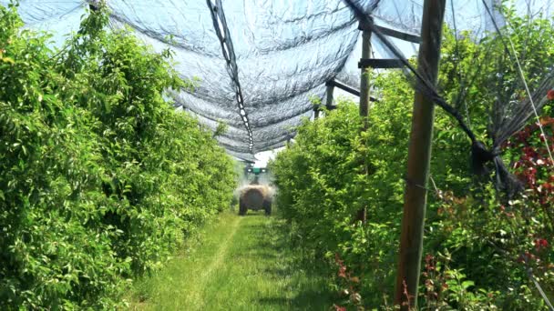 Tractor Sprays Trees Pesticides Orchard Covered Hail Nets Tractor Mounted — Vídeo de Stock
