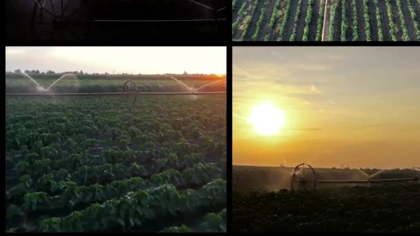 Crop Irrigação Conceptual Video Wall Belo Pôr Sol Sobre Campo — Vídeo de Stock