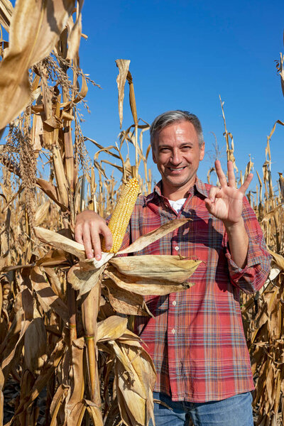 Smiling Farmer Holding Ripe Corncob on Corn Field. Farmer Standing in Field of Maize Ready for Harvest and Showing Ok Hand Sign. Dried Corn Stalks In Autumn. Harvest Time.