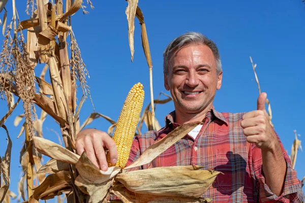Portrait of Happy Farmer with Ripe Corncob and Thumbs Up on Corn Field. Mature Farmer Holding Ripe Corncob on Corn Field, Close up Shot. Harvest Time.
