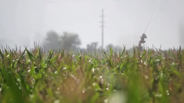 Vattning Majsfält Bevattning Majsfält Med Vattenjetplan Jordbruksspridare Som Sprutar Majsfält — Stockvideo