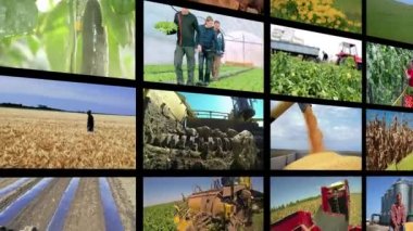 Video Duvar Montajı - Tarım Üretimi. Tarlada Mevsimsel Tarımsal Çalışmalarda Çiftçileri Gösteren Video Klipleri Kolajı. Tarım ve Tarım İşleri. Tarımsal Medya Video Duvarı.