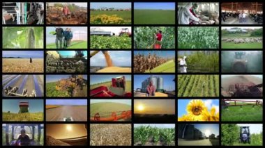 Tarım Üretim Video Montajı - Tarım ve Tarım İşleri. Tarım Medya Duvarı. Tarlada Mevsimsel Tarımsal Çalışmalarda Çiftçileri Gösteren Video Klipleri Kolajı.   