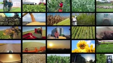 Tarım - Çoklu Ekran Kavramsal Video. Tarım Medya Duvarı. Tarlada Mevsimsel Tarımsal Çalışmalarda Çiftçileri Gösteren Video Klipleri Kolajı. Çiftçilik ve Tarım İşleri.  