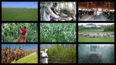 Tarım ve Tarım İşleri - Multimedya Video Duvarı Montajı. Tarım Üretimi Çoklu Ekran Videosu. Tarlada Mevsimsel Tarımsal Çalışmalar yapan Çiftçiler.